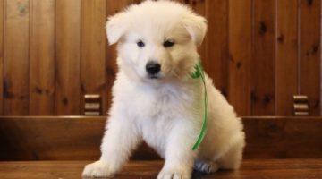 thorakiki-della-vittoria-alata-pastore-svizzero-bianco