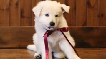 thorbida-morena-della-vittoria-alata-pastore-svizzero-bianco