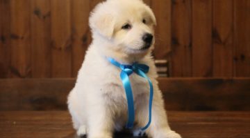 thormento-d-amore-della-vittoria-alata-pastore-svizzero-bianco