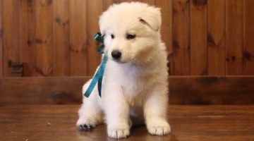 thoro-seduto-della-vittoria-alata-pastore-svizzero-bianco