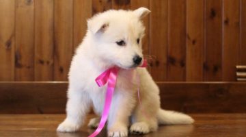 thorre-spaccata-della-vittoria-alata-pastore-svizzero-bianco