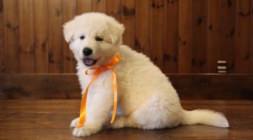 thorrione-del-castello-della-vittoria-alata-pastore-svizzero-bianco