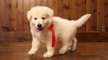 thorta-di-mele-della-vittoria-alata-pastore-svizzero-bianco