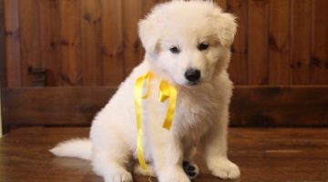 thortellino-della-vittoria-alata-pastore-svizzero-bianco