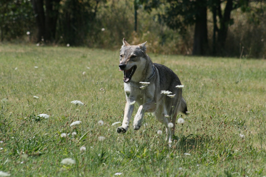 Cane Lupo Cecoslovacco Aki Della Vittoria Alata Della Vittoria Alata