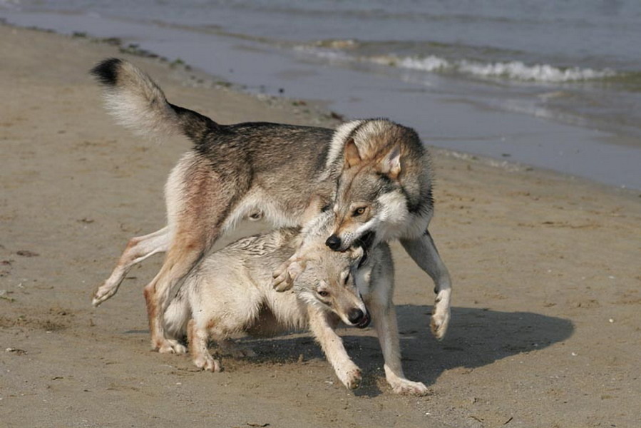 Cane Lupo Cecoslovacco Zaccaria Dva 0005 Della Vittoria Alata