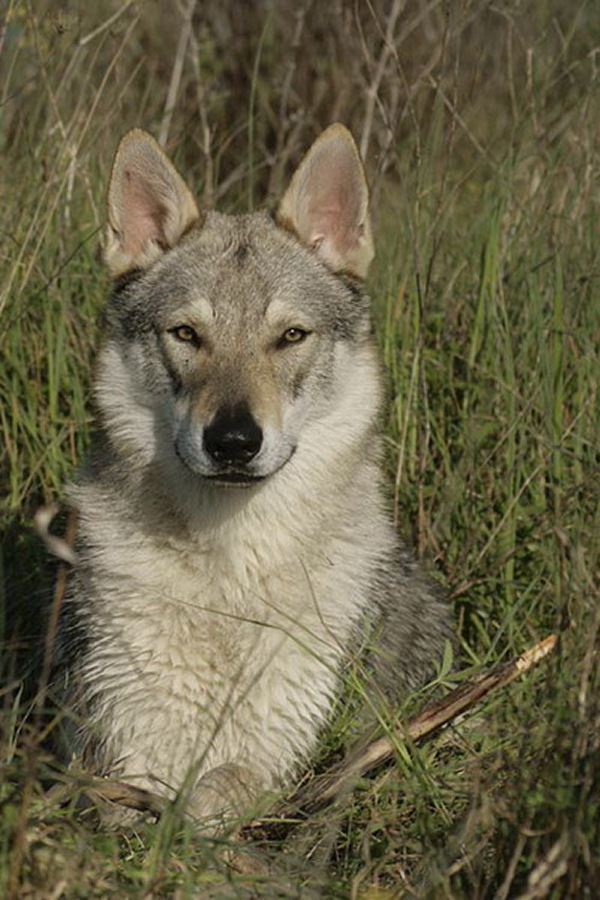 Cane Lupo Cecoslovacco Kun Zaccaria Della Vittoria Alata Della