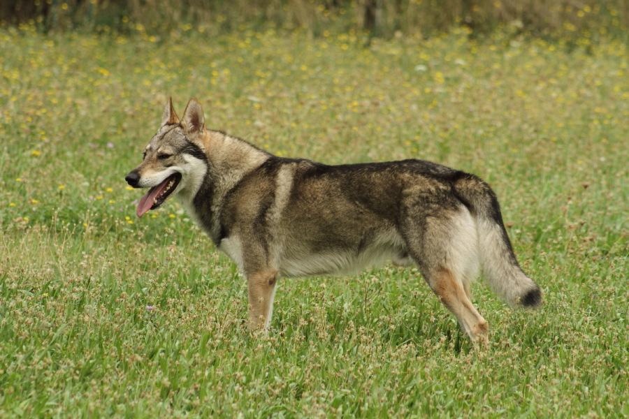 cane lupo cecoslovacco Denver della Vittoria Alata