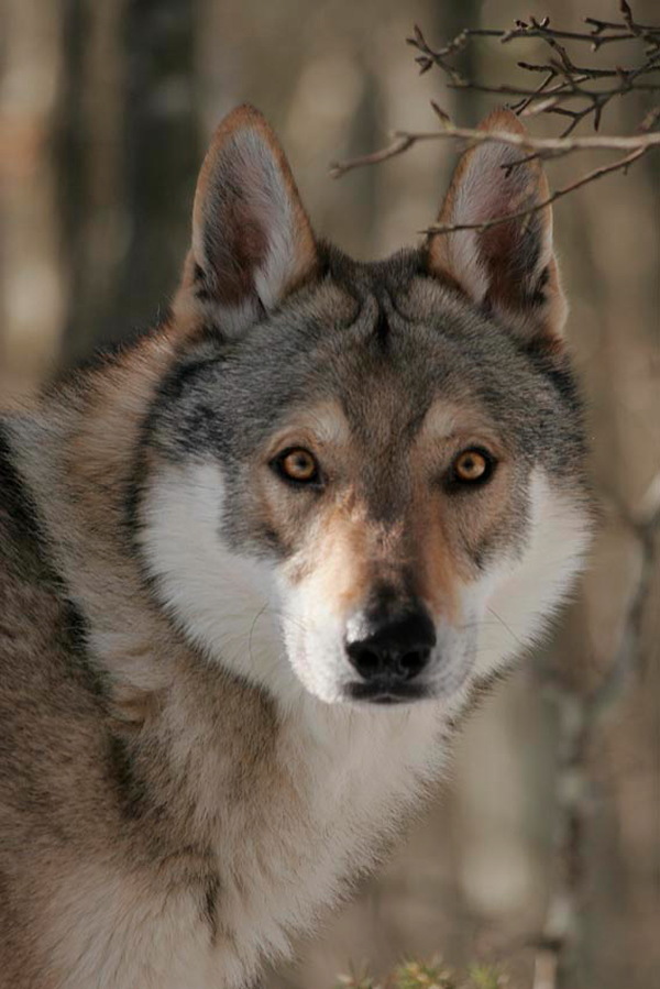 cane lupo cecoslovacco Kun - Zaccaria della Vittoria Alata