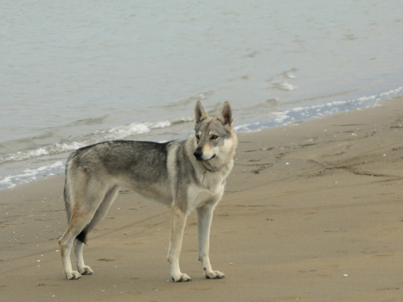 cane lupo cecoslovacco Yama - Zoe della Vittoria Alata