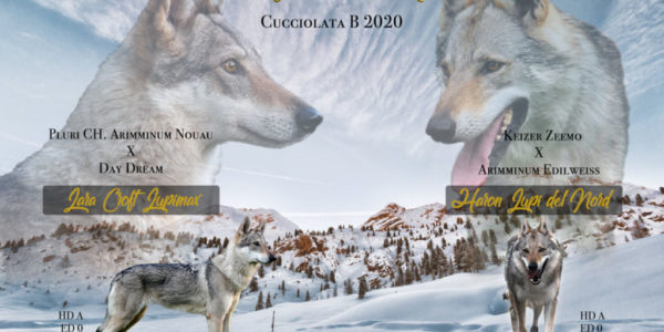 Cuccioli B cane lupo cecoslovacco della Vittoria Alata - Lara Croft Lupimax X Haron Lupi del Nord-1