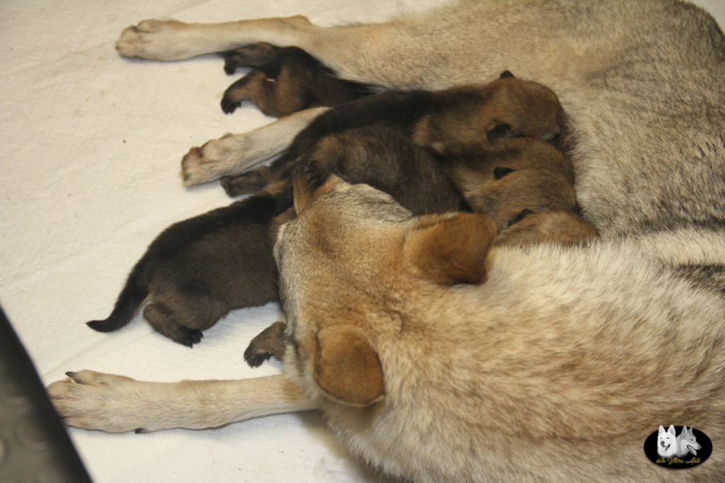 Cuccioli B cane lupo cecoslovacco della Vittoria Alata - Lara Croft Lupimax X Haron Lupi del Nord-11