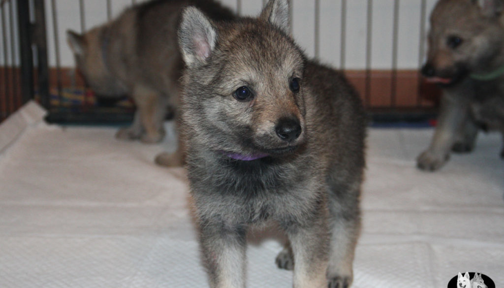 Cuccioli B cane lupo cecoslovacco della Vittoria Alata - Lara Croft Lupimax X Haron Lupi del Nord-26