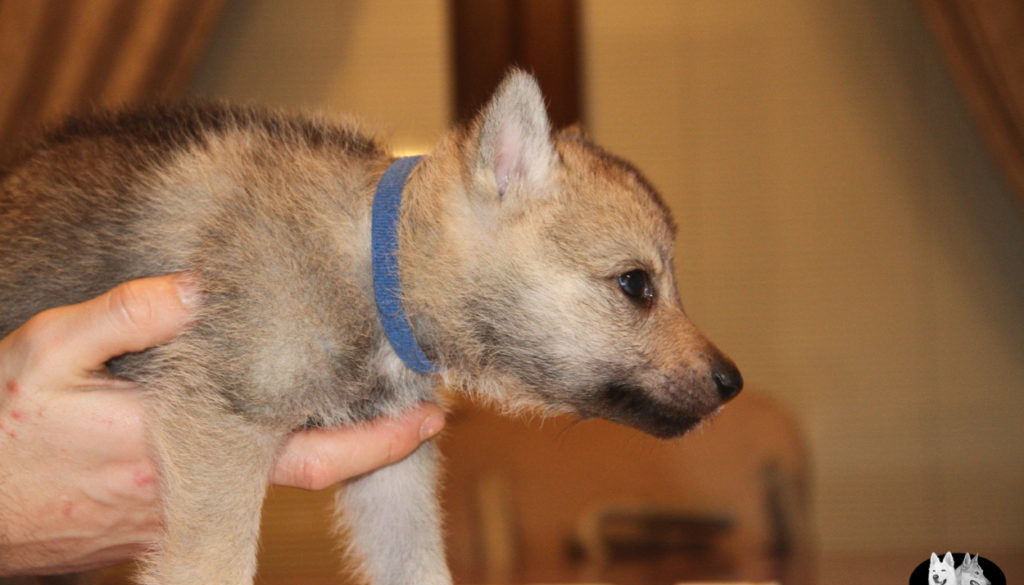 Cuccioli B cane lupo cecoslovacco della Vittoria Alata - Lara Croft Lupimax X Haron Lupi del Nord-34
