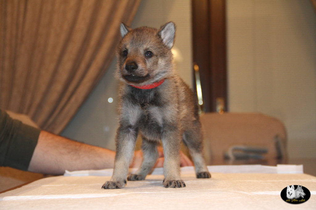 Cuccioli B cane lupo cecoslovacco della Vittoria Alata - Lara Croft Lupimax X Haron Lupi del Nord-42