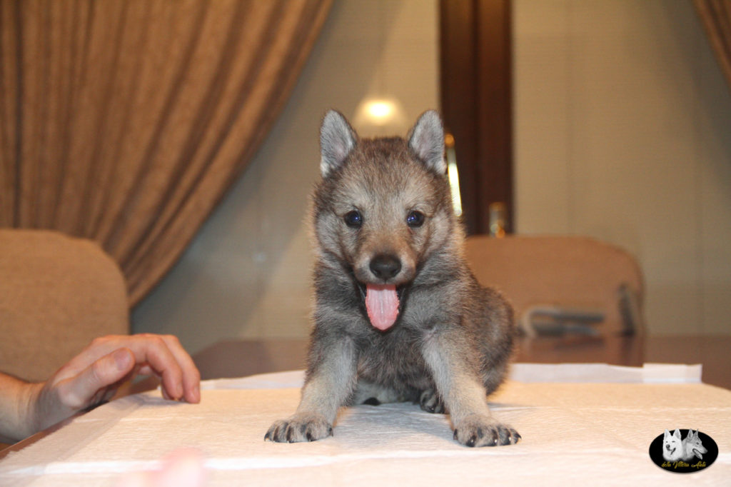 Cuccioli B cane lupo cecoslovacco della Vittoria Alata - Lara Croft Lupimax X Haron Lupi del Nord-44