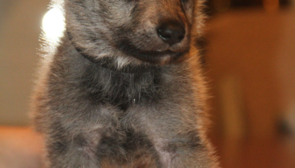 Cuccioli B cane lupo cecoslovacco della Vittoria Alata - Lara Croft Lupimax X Haron Lupi del Nord-51