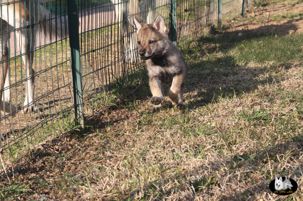 Cuccioli B cane lupo cecoslovacco della Vittoria Alata - Lara Croft Lupimax X Haron Lupi del Nord-55