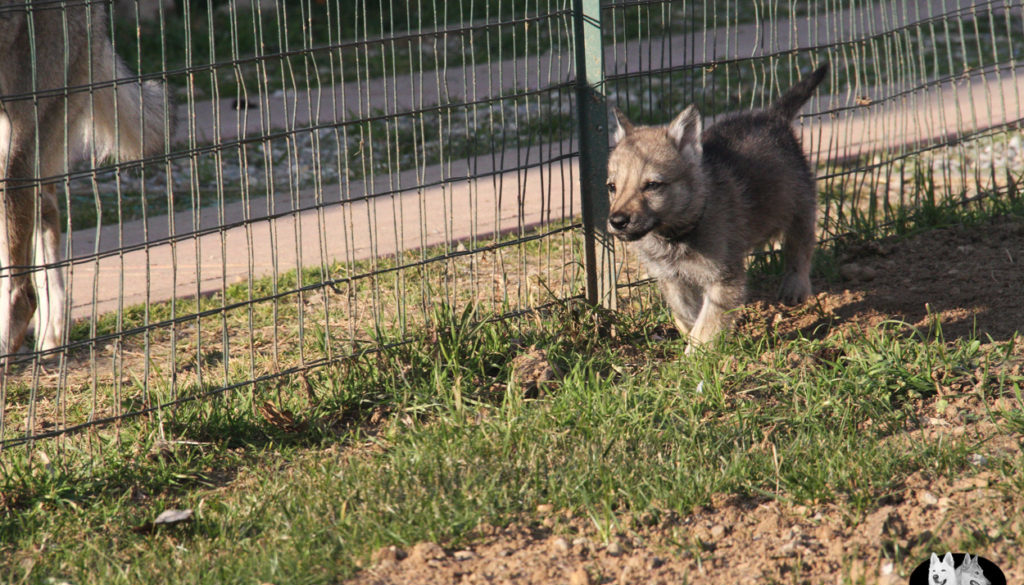 Cuccioli B cane lupo cecoslovacco della Vittoria Alata - Lara Croft Lupimax X Haron Lupi del Nord-64