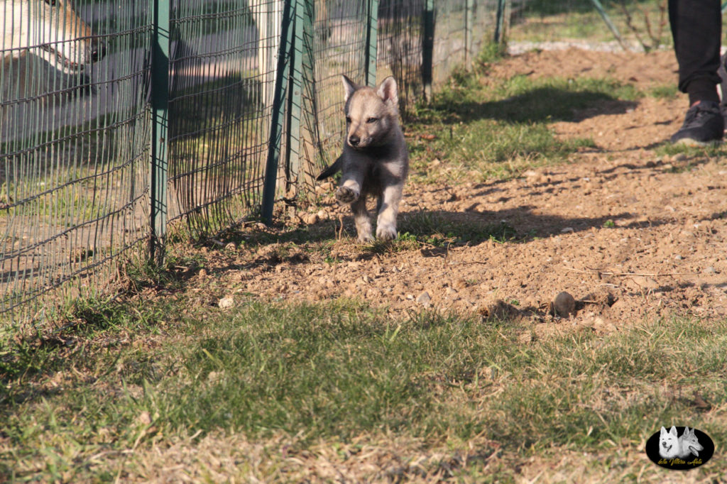 Cuccioli B cane lupo cecoslovacco della Vittoria Alata - Lara Croft Lupimax X Haron Lupi del Nord-65