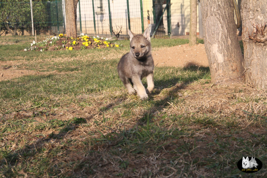 Cuccioli B cane lupo cecoslovacco della Vittoria Alata - Lara Croft Lupimax X Haron Lupi del Nord-78