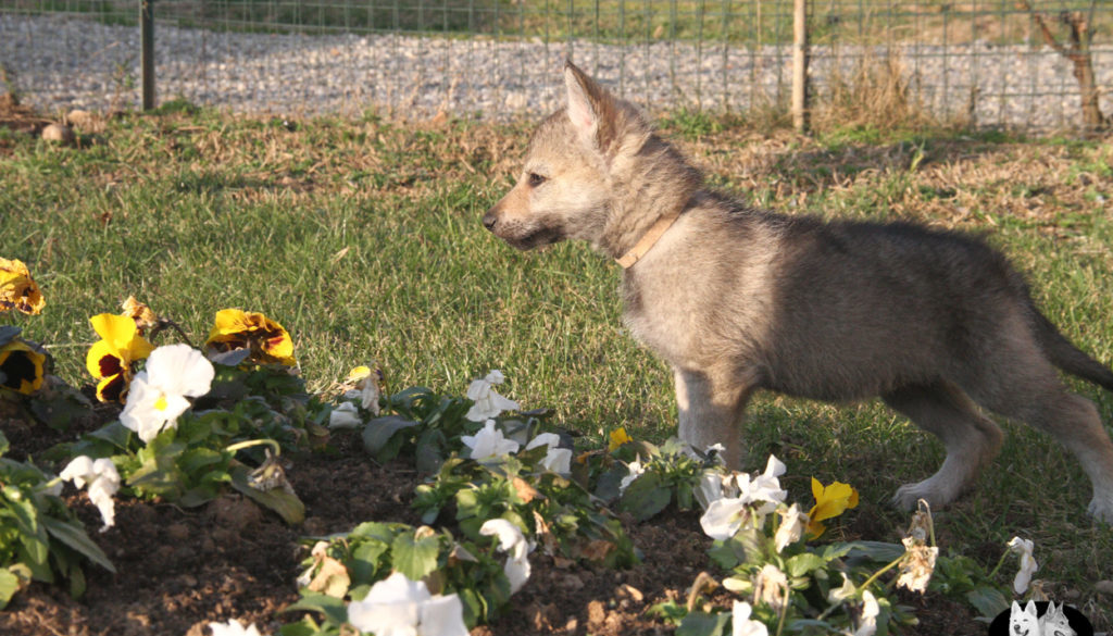 Cuccioli B cane lupo cecoslovacco della Vittoria Alata - Lara Croft Lupimax X Haron Lupi del Nord-84